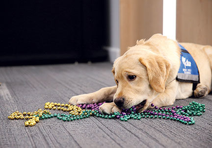 St. Louis Blues' Barclay named a Purina Pet Parade grand marshal