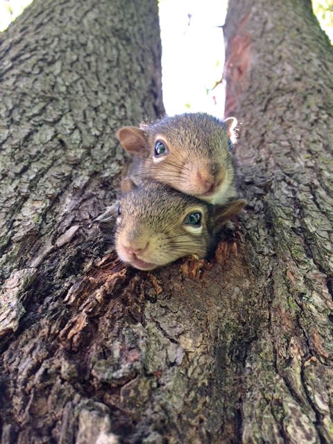 Scurrying Squirrel Birdfeeder Adorable Additioin to Your Springtime Garden/Yard 