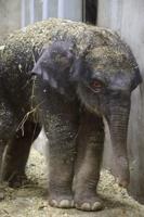 It's A Boy! Second Male Elephant Born At Saint Louis Zoo