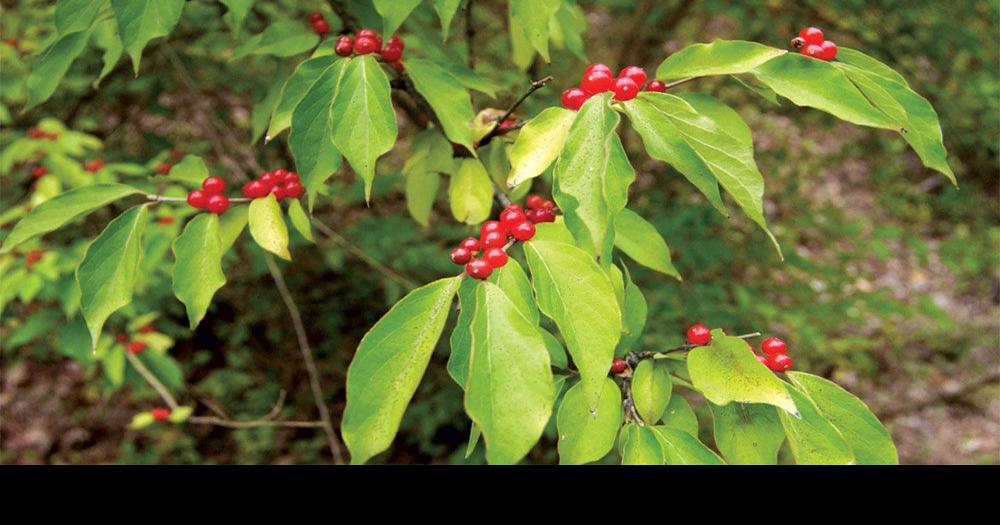 How to Identify a Tree with Red Berries  Dogwood berries, Honeysuckle  plant, Fall landscaping