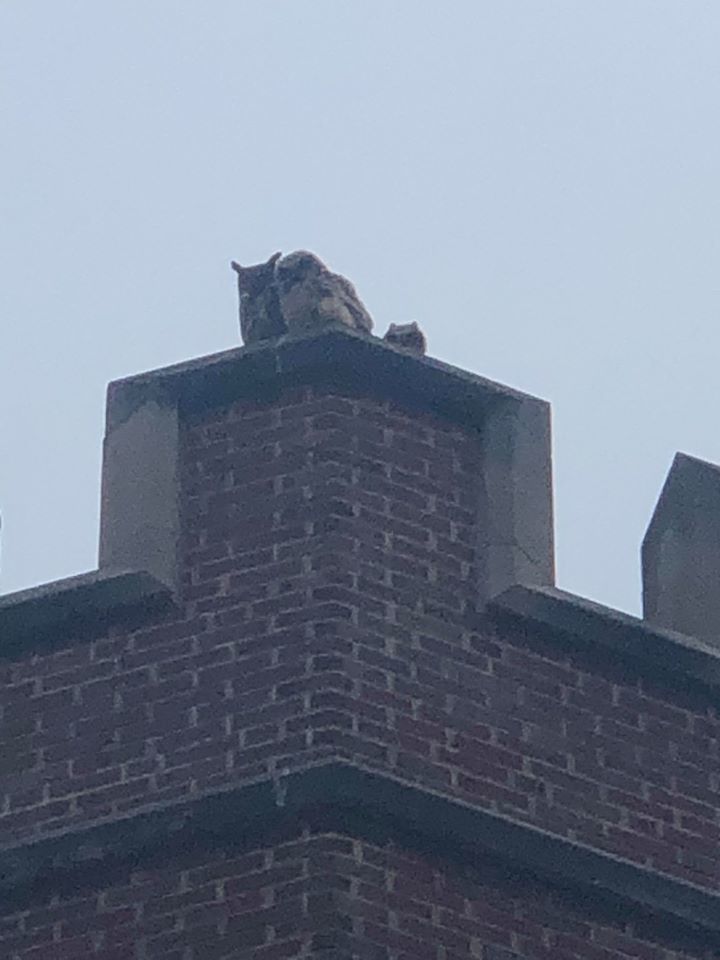 Owls 1.jpg