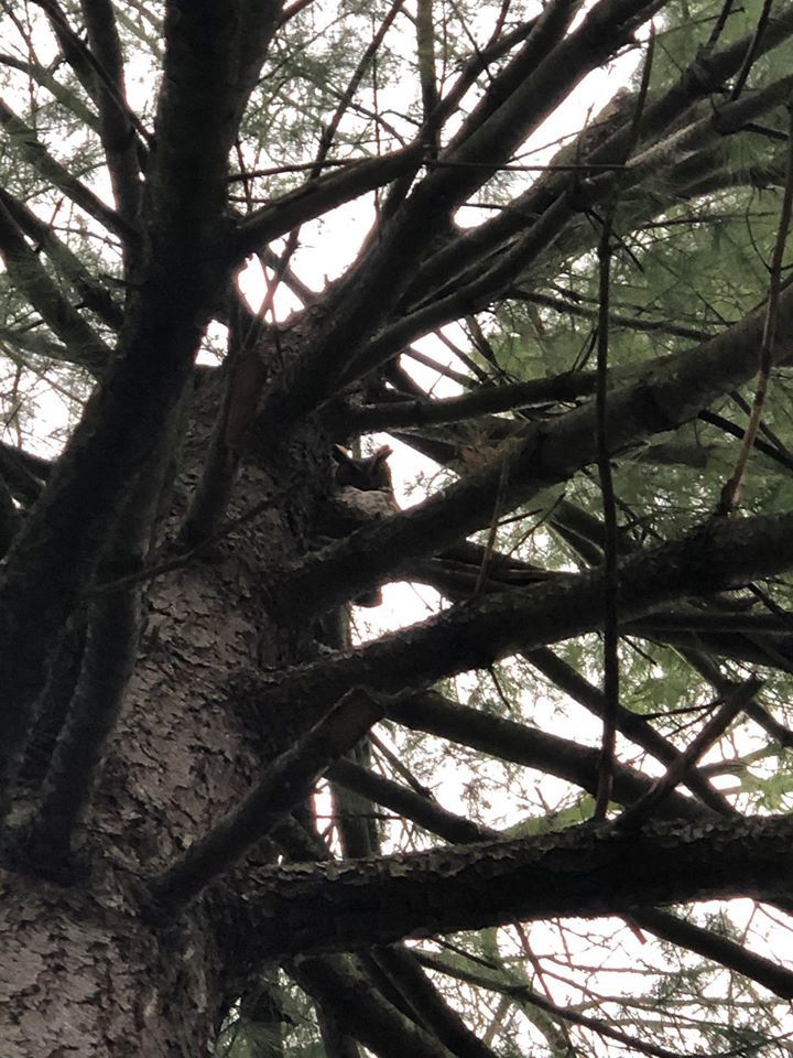 Owls 2.jpg