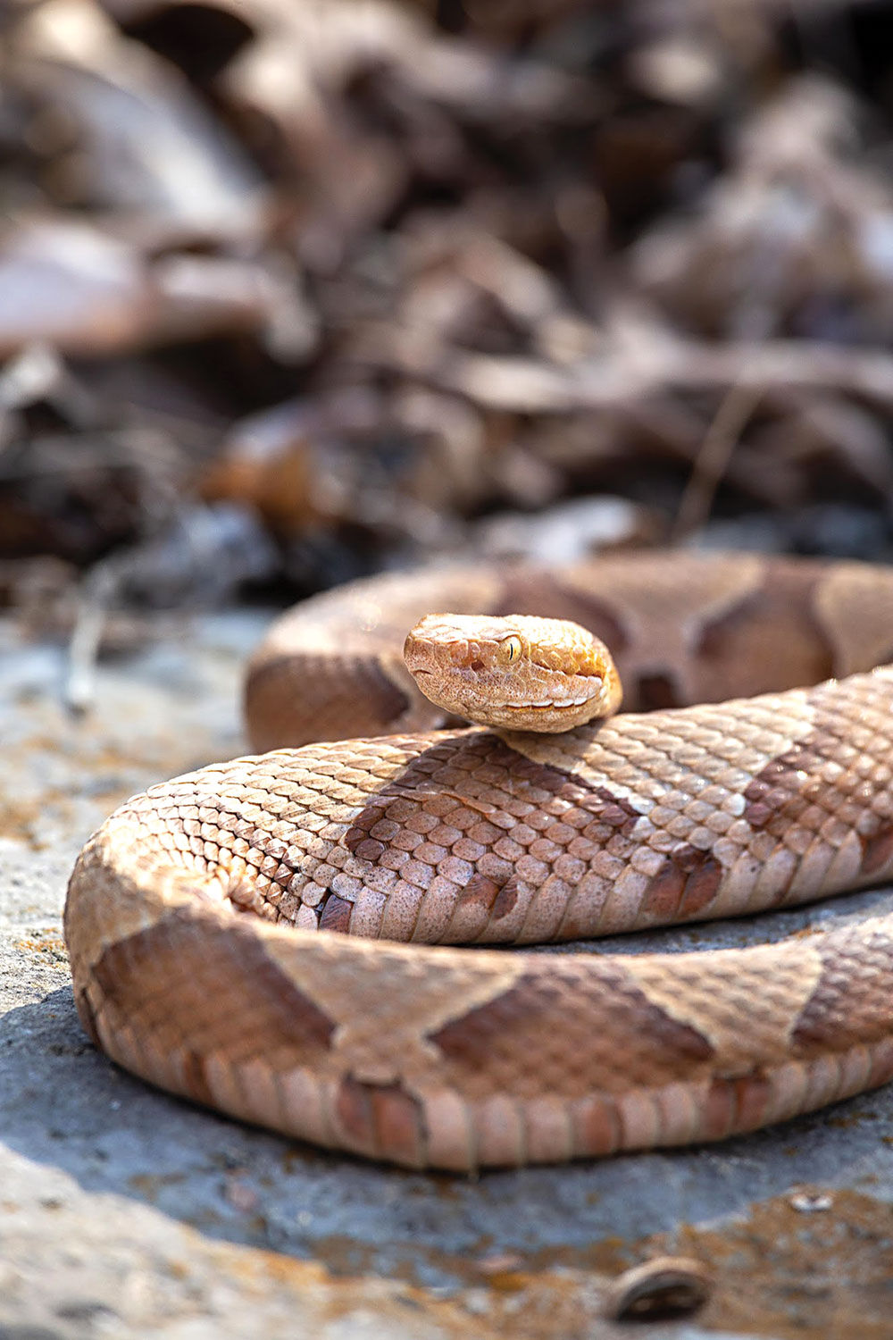 Eastern Hog-Nosed Snake Missouri Department of Conservation