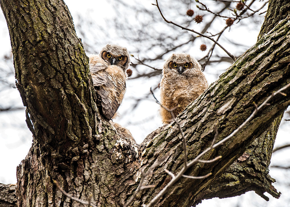 Superb Owl Sunday is swooping in to save your weekend