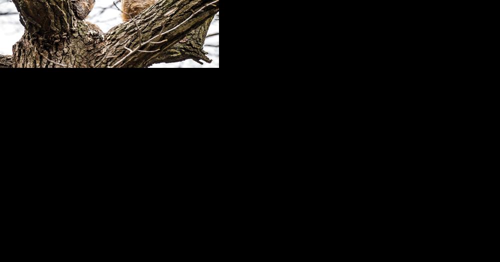 When Owls Attack - Vimarsana News