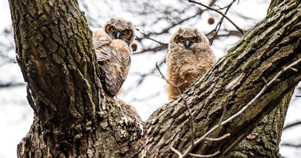 When Owls Attack : vimarsana.com