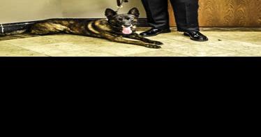 Kirkwood Police Celebrate 3 Promotions, Mark Retirement Of One Very Special Canine Officer - Vimarsana News