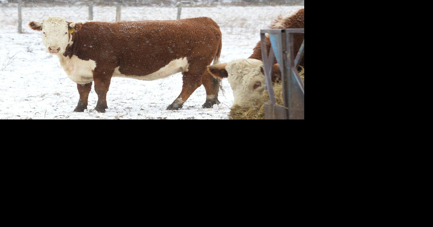 Beef prices hit record high in Canada. Here's why you're paying more for that cut of steak and ground beef