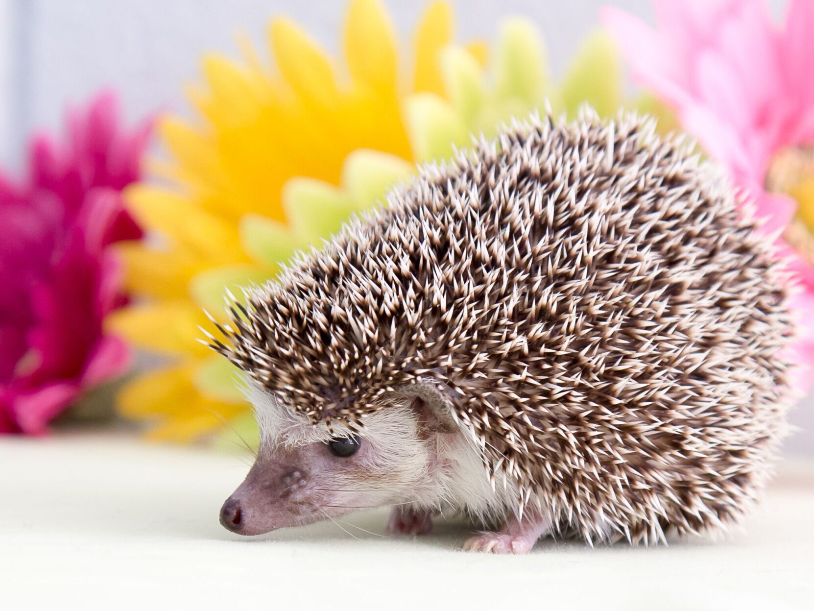 Adopt sales a hedgehog