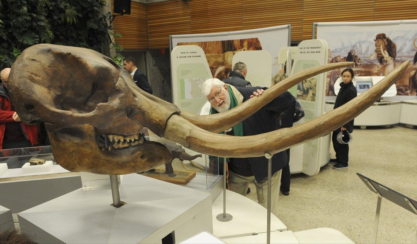Mammoth Tusks For Sale