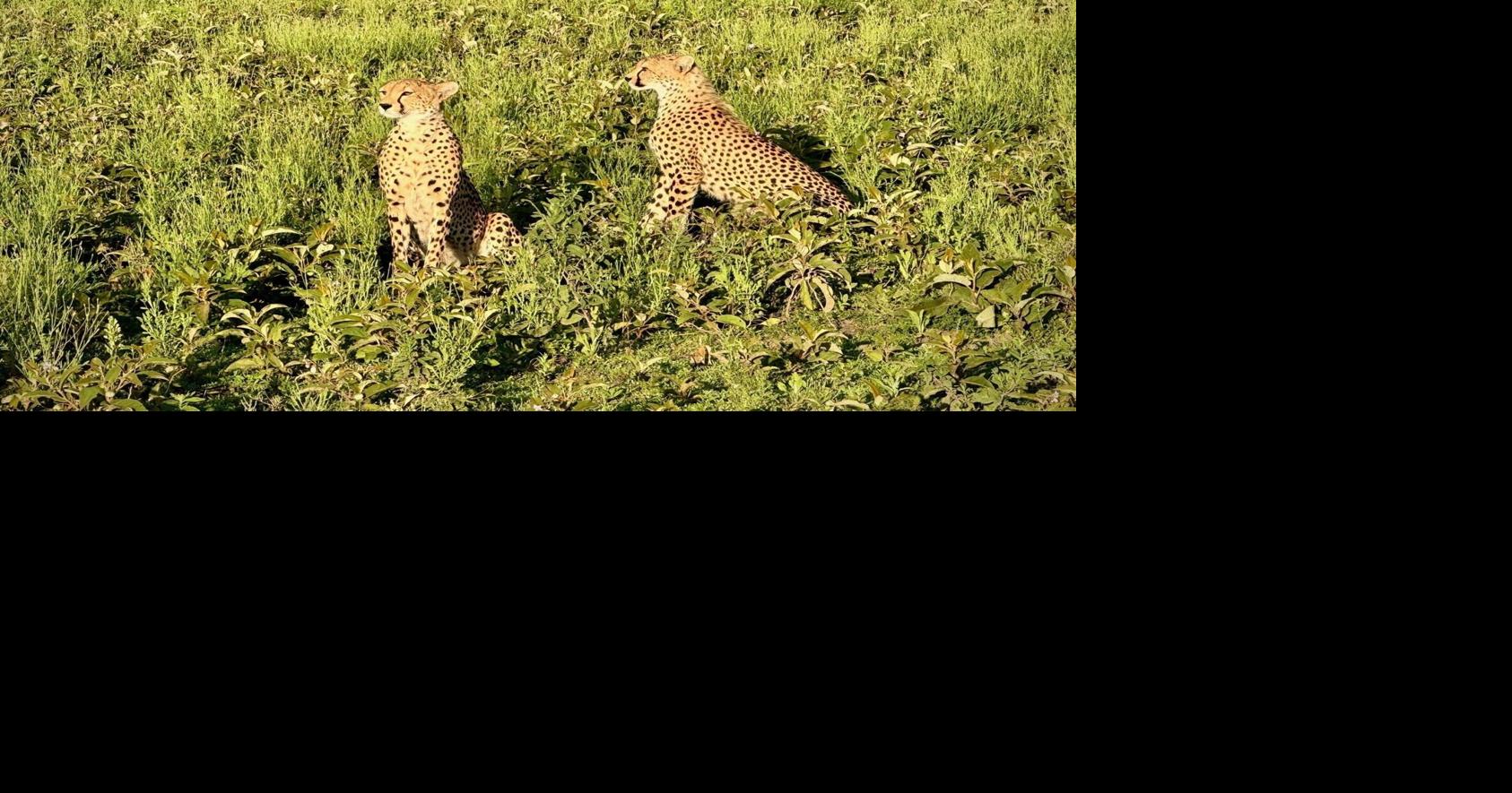This reader and his wife went to Tanzania and got up close and personal with chimpanzees and other wildlife