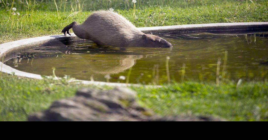 Veterinarian will examine the High Park capybara found with help of ...