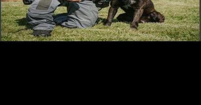 'A Tribute to Toronto Police Dog Services:' Crime Stoppers to launch calendar featuring police dogs - Vimarsana News