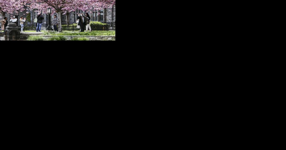 Where to see cherry blossoms in Toronto | News - Vimarsana News