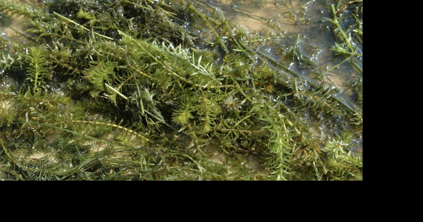 Water soldier, hydrilla discovered lurking in Ontario water News
