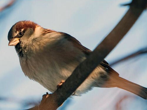 5 birds that love Canadian winters, Articles