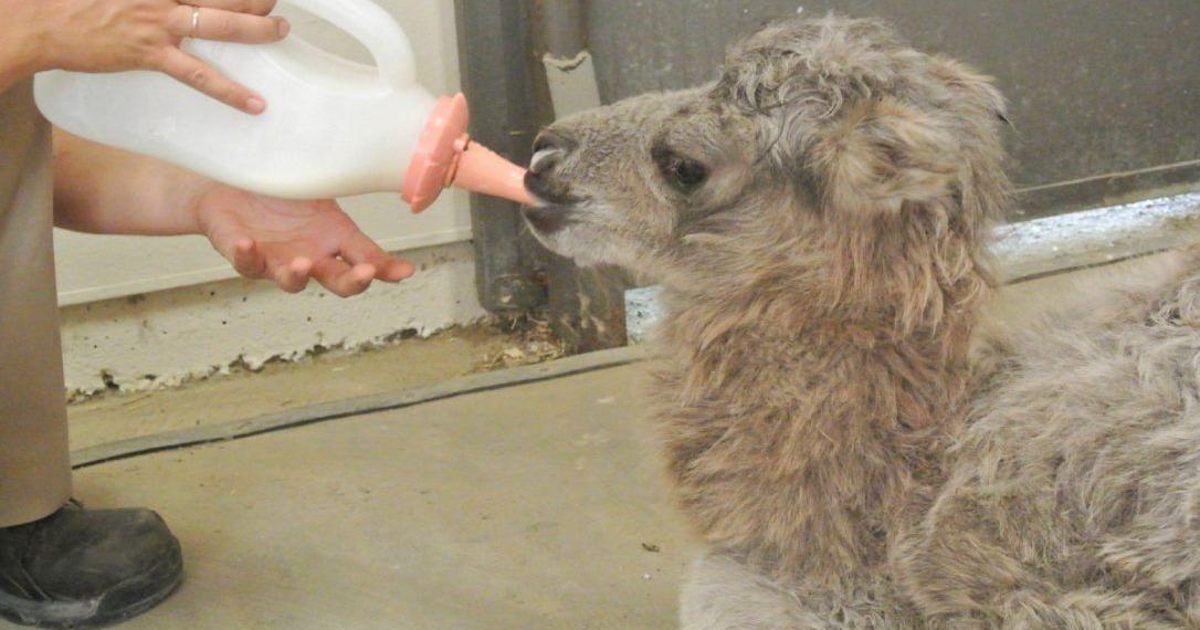 Toronto Zoo welcomes baby camel