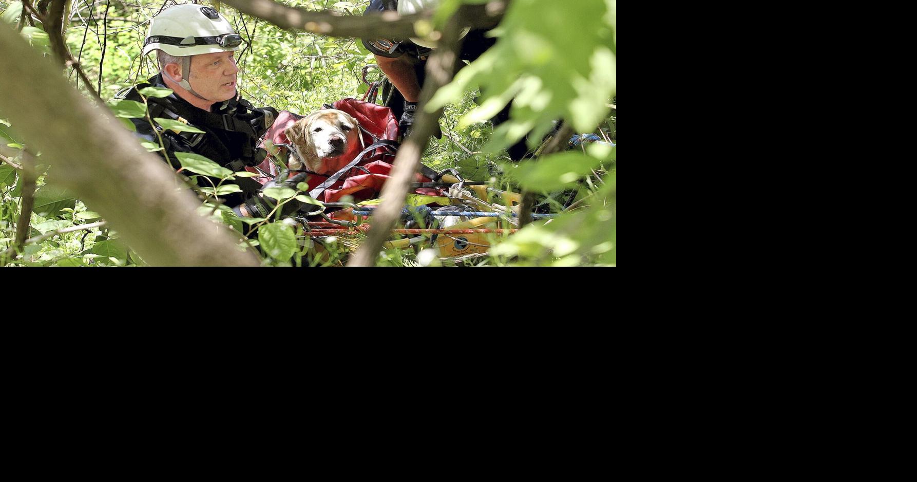 Toronto firefighters rescue golden lab from Scarborough Bluffs