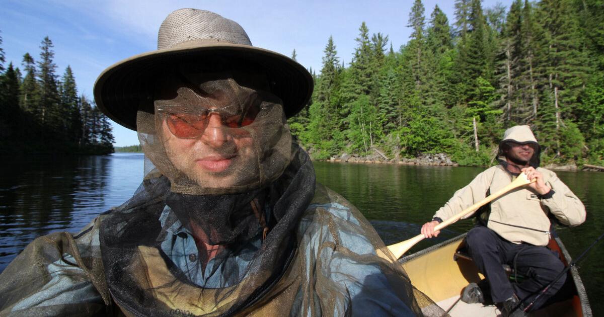 Will black flies, deer and horse flies be bad in Ontario? | News - Vimarsana News