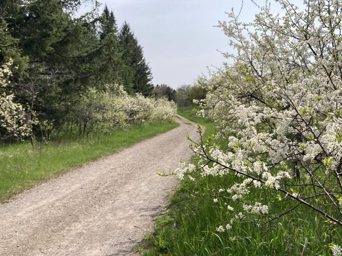 Guelph horticulturist hopes cherry blossoms survive the cold Life