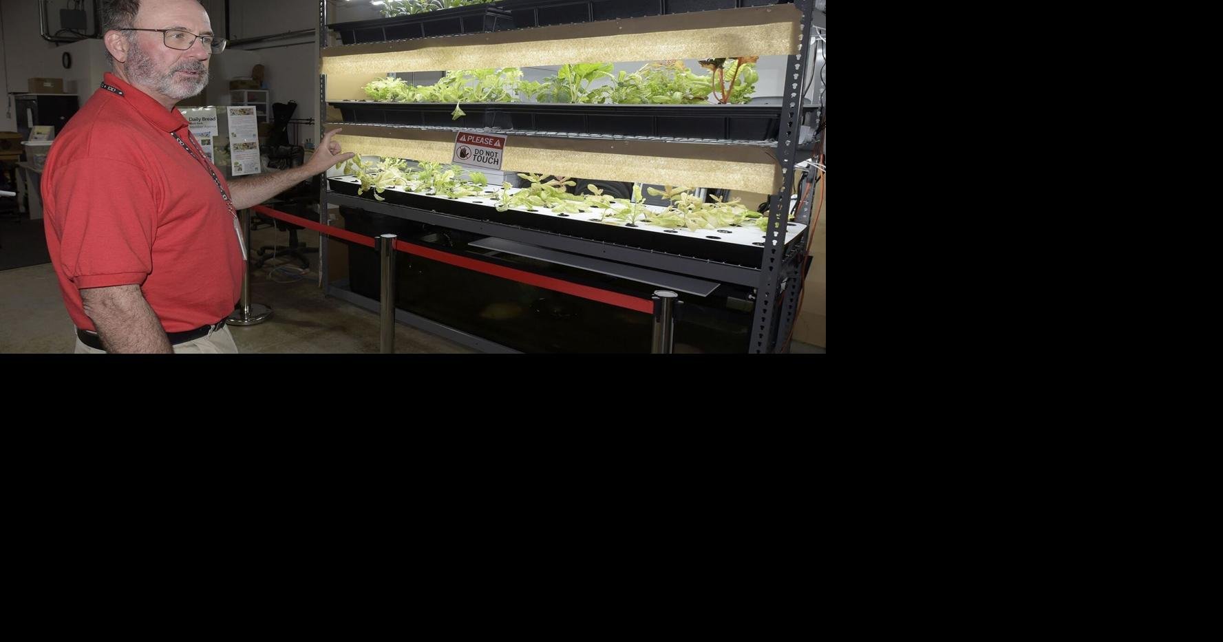 '室内种植开始的一次运动'：斯卡伯勒机构致力于证明室内种植有助于减少食品银行的使用