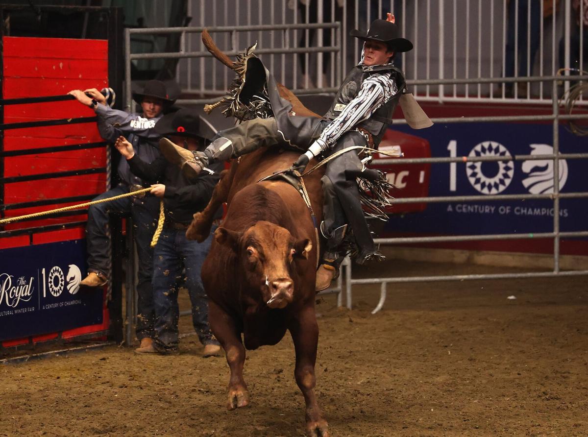 5 things to see and do at Royal Agricultural Winter Fair Things To Do