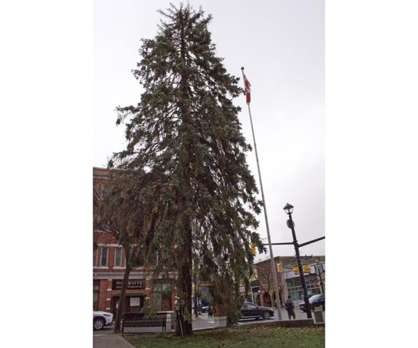 Jimmy Fallon to get photo of new Orillia Christmas tree News