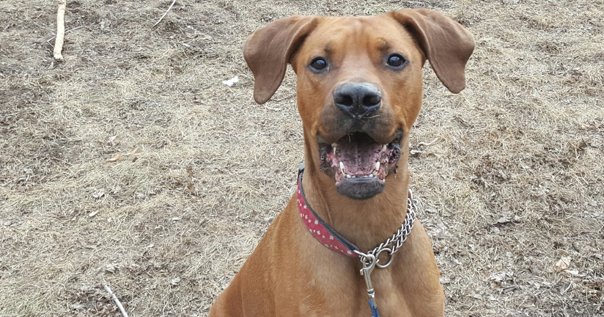 ADOPT-A-PET TORONTO: Goliath the Rhodesian Ridgeback mix and Fern the ...