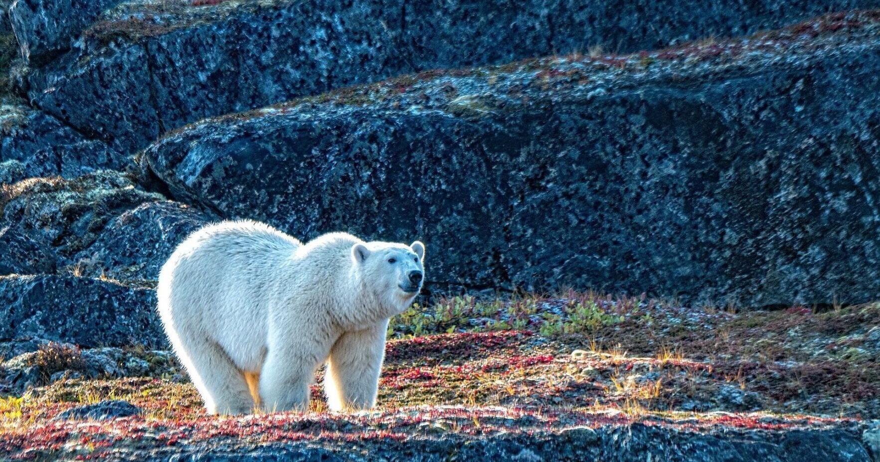A Northwest Passage cruise is a thrill for polar explorers | Things To Do - Vimarsana News