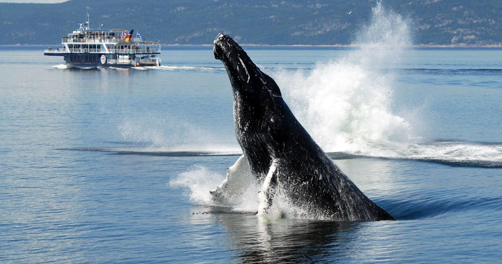 Road tripping along Quebec's Route des Baleines, I encounter not just whales but also the best of Canada | Things To Do - Vimarsana News