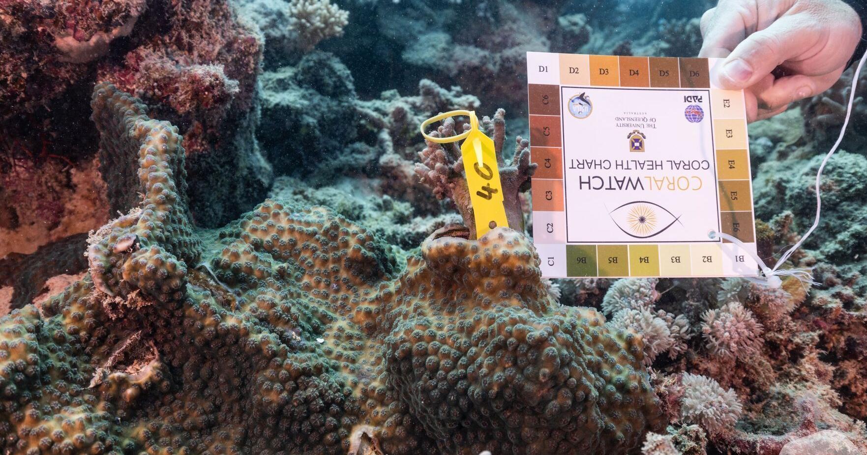 Citizen science cruising along the Great Barrier Reef | Things To Do - Vimarsana News