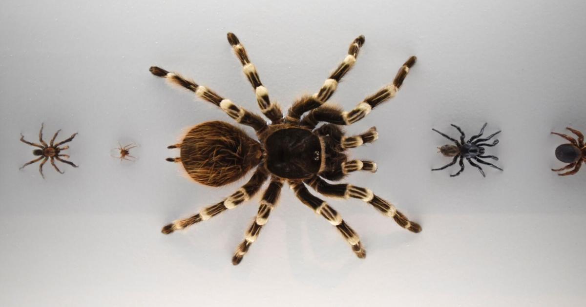 5 must-see elements of ROM exhibit Spiders: Fear and Fascination