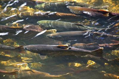 Humber River salmon poachers fined, News