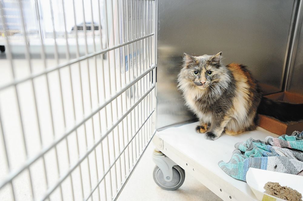 Toronto humane society store cat