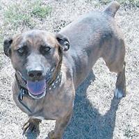 September Pets of the Month