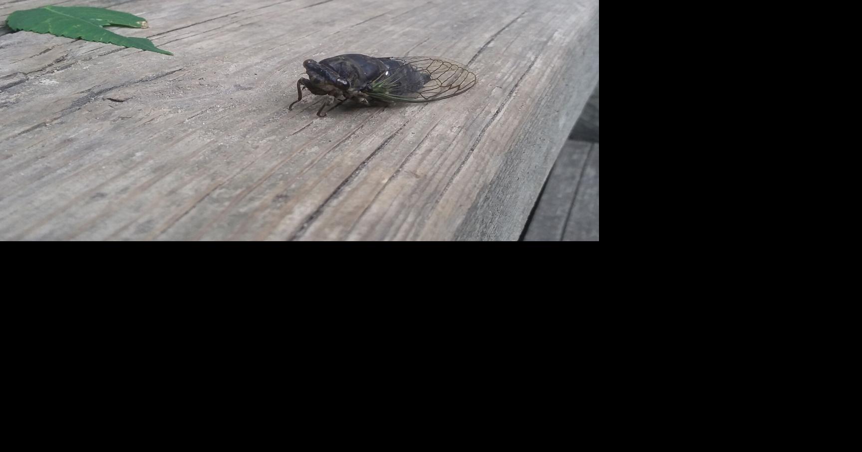 What's making that buzzing sound in Toronto's trees?