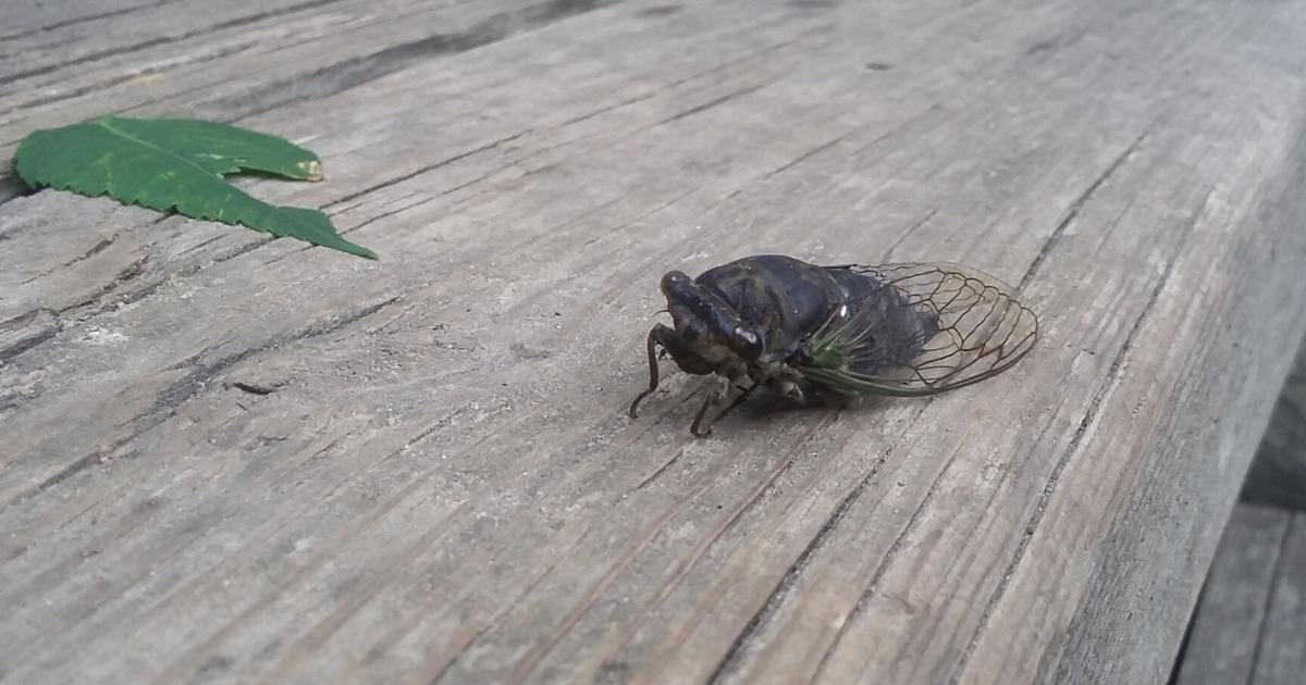 What's making that buzzing sound in Toronto's trees?