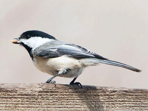 5 birds that love Canadian winters, Articles