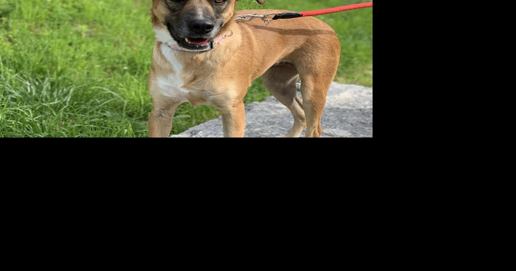 Pets up for adoption in Toronto