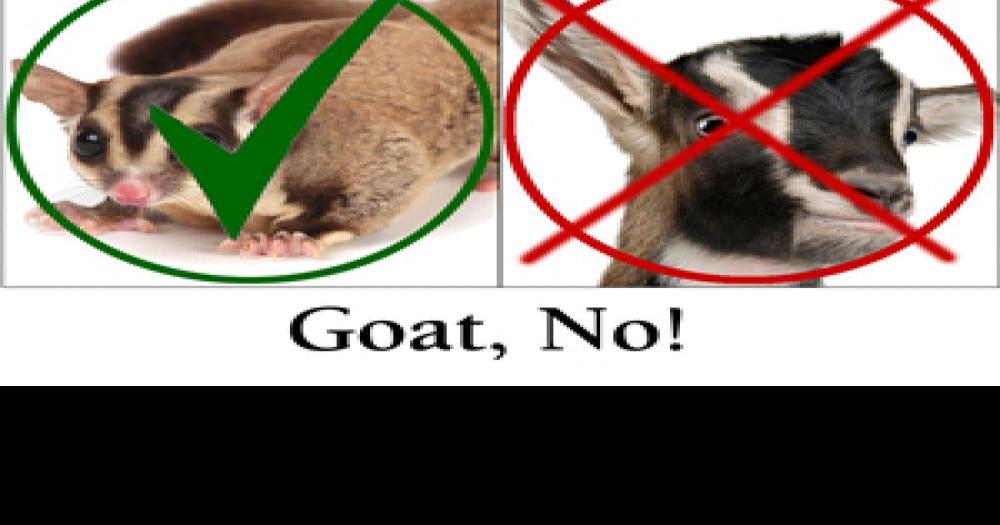 Chickens banned in city, but a horse calls Scarborough home News