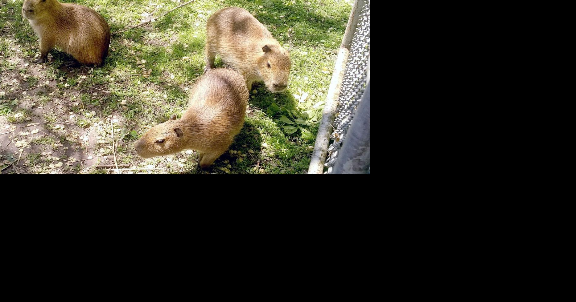 High Park Zoo capybara babies named after Rush's Alex, Geddy and Neil, Life