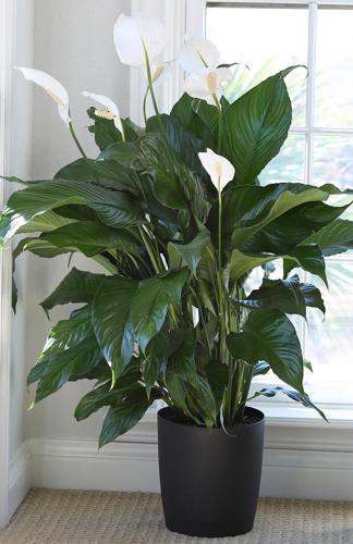 are peace lilies toxic to cats and dogs