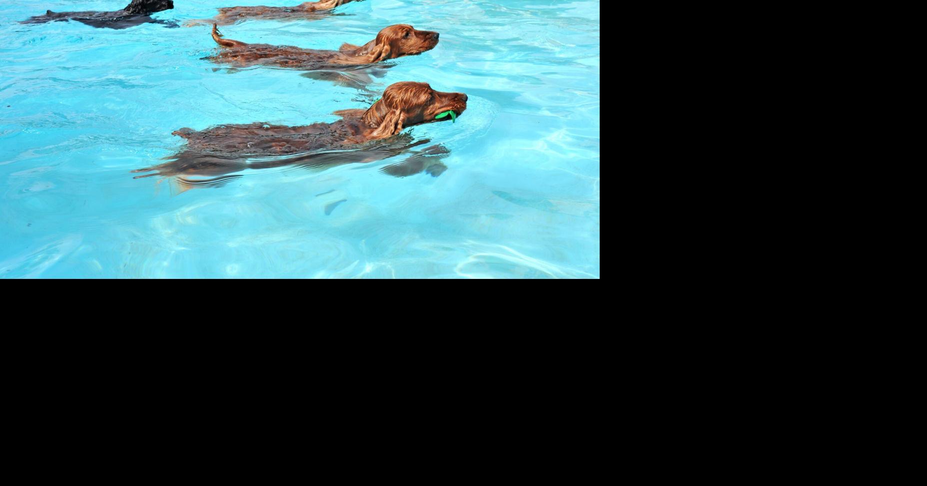 Toronto is opening its public outdoor pools for dog-only swims this September