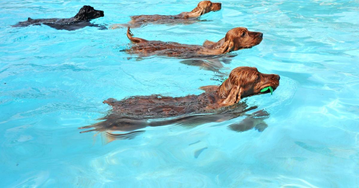 Toronto is opening its public outdoor pools for dog-only swims this September