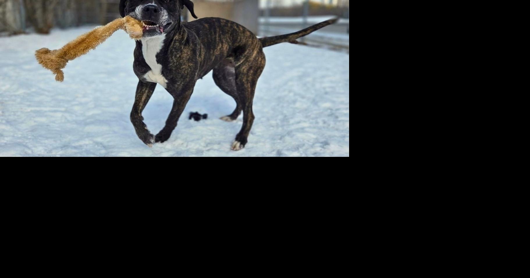 Toronto Animal Services waiving adoption fees on large dogs