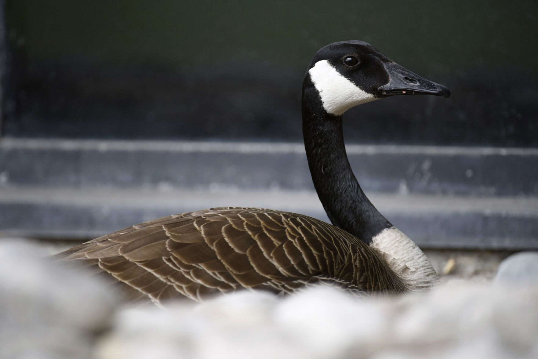 Canada goose hotsell canada toronto