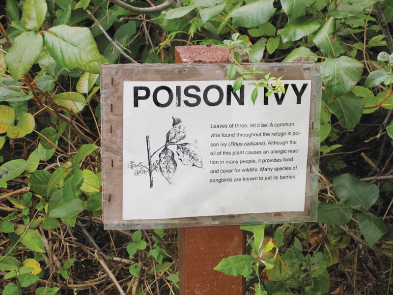 Poison Ivy - Ontario Grain Farmer