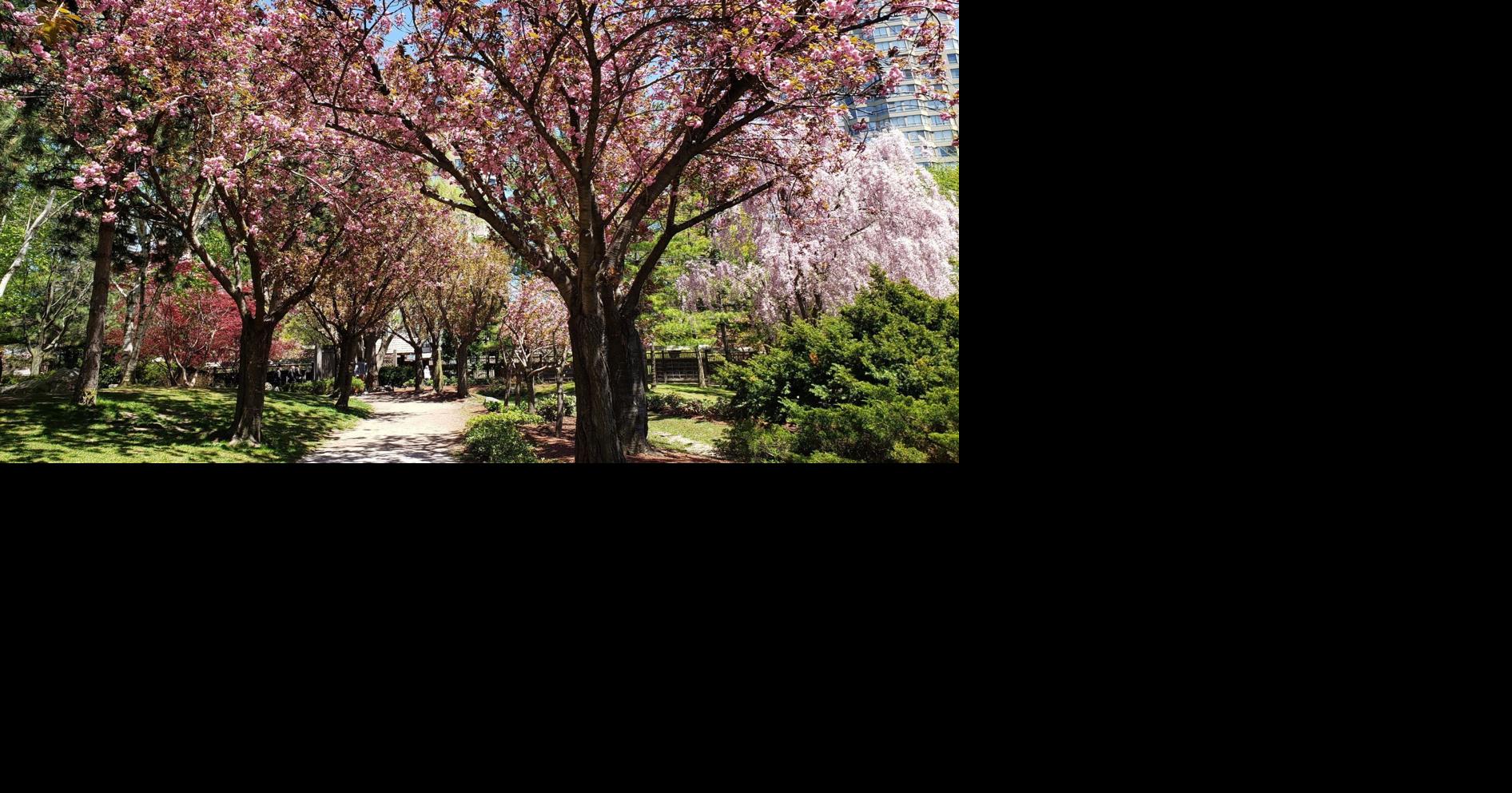 This picturesque Japanese-inspired park in Ontario turns into a pink wonderland during cherry blossom season