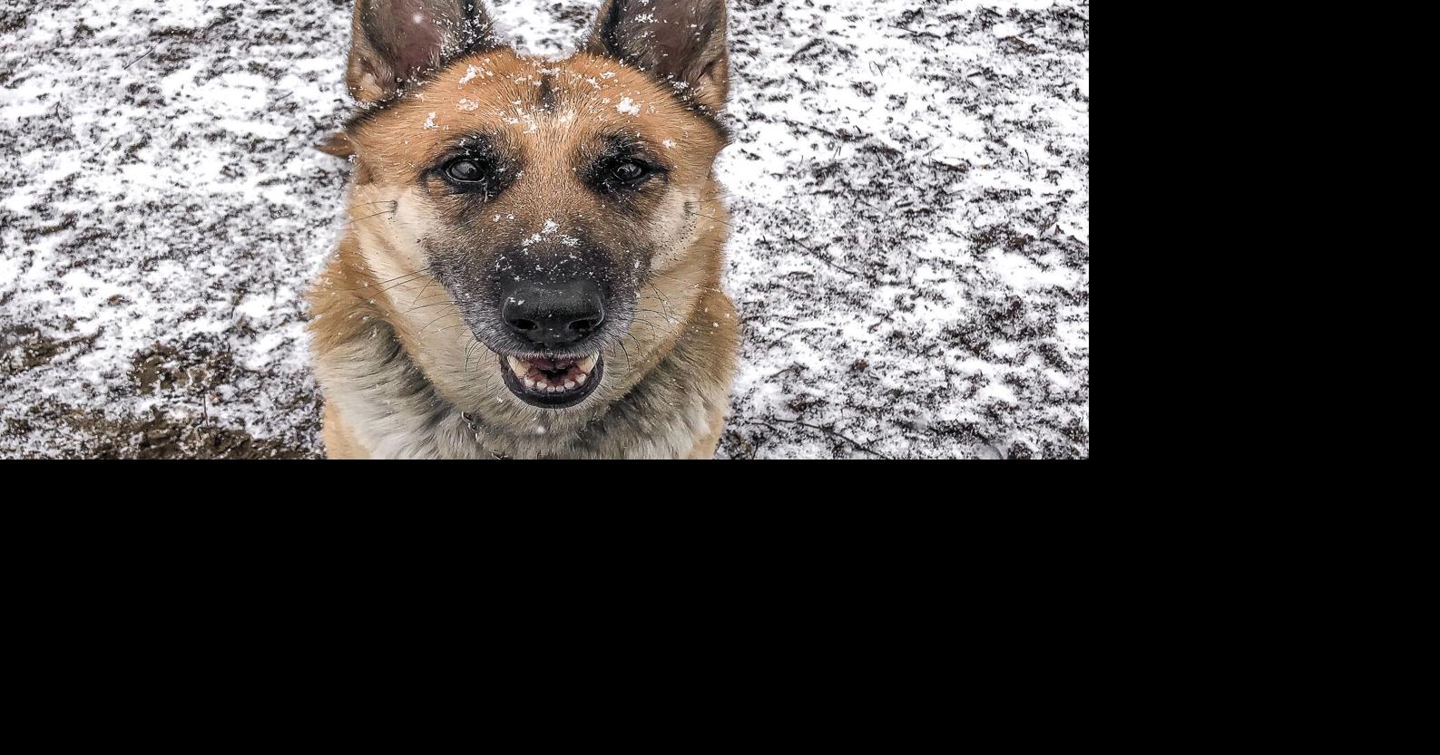 Pets up for adoption in Toronto