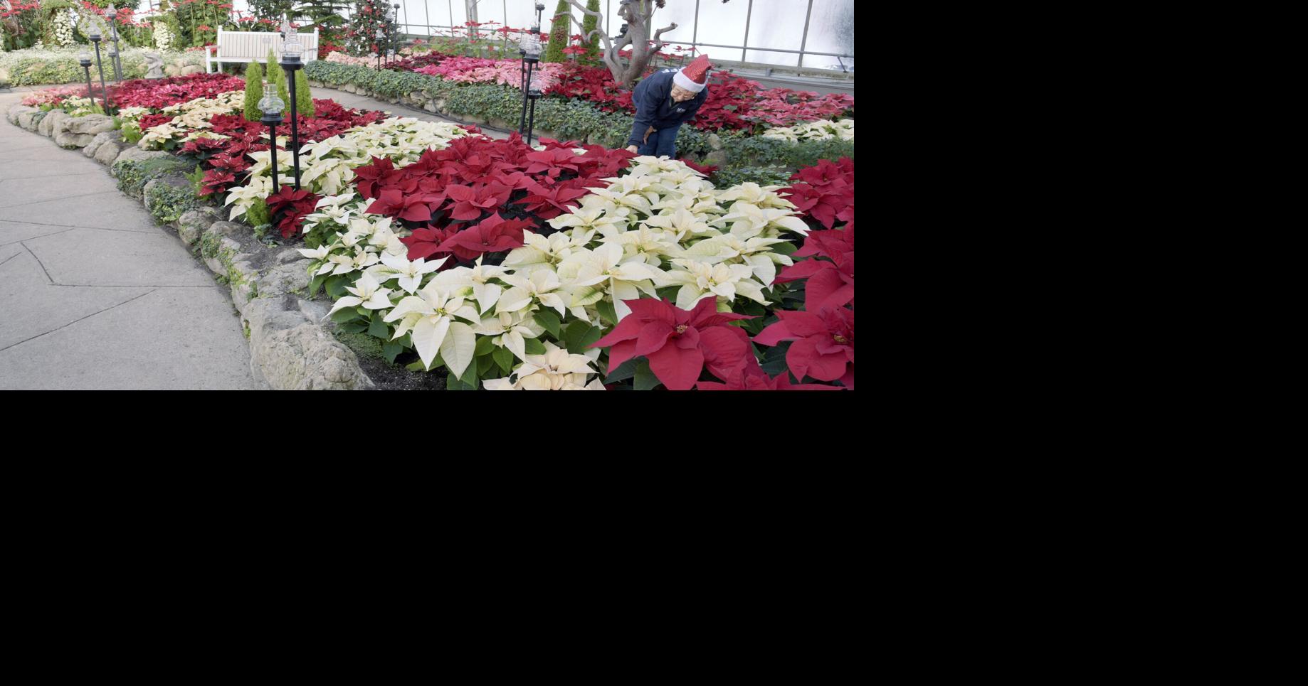 Enjoy poinsettias? Etobicoke's Christmas Flower Show has 30 varieties